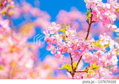 早春に咲く河津桜　花　満開　アップ 137679388