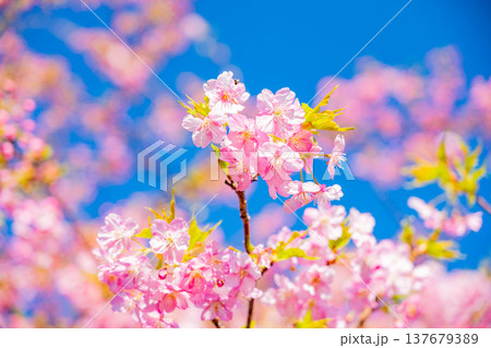 早春に咲く河津桜　花　満開　アップ 137679389