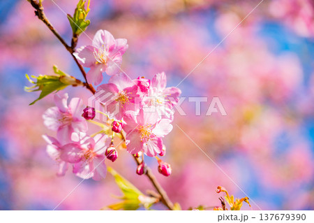 早春に咲く河津桜　花　満開　アップ 137679390