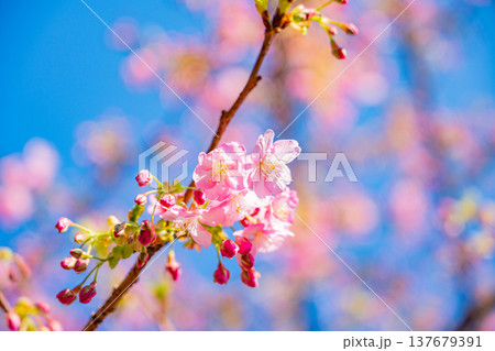早春に咲く河津桜　花　満開　アップ 137679391