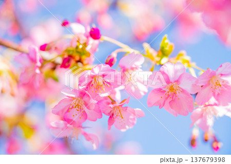 早春に咲く河津桜　花　満開　アップ 137679398