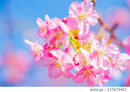 早春に咲く河津桜　花　満開　アップ 137679401