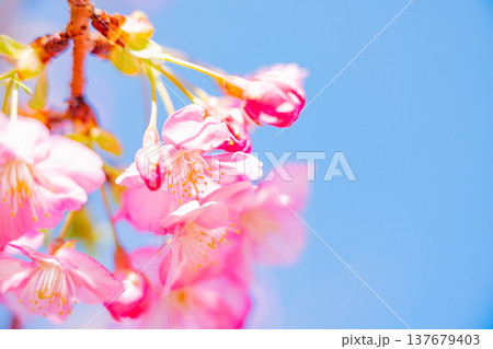 早春に咲く河津桜　花　満開　アップ 137679403