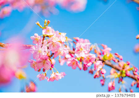 早春に咲く河津桜　花　満開　アップ 137679405