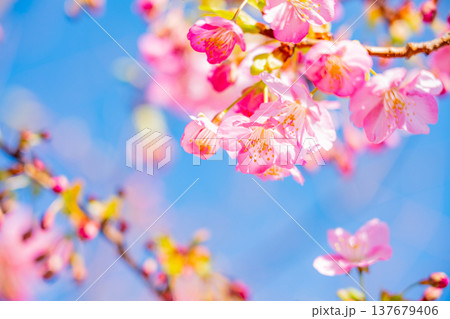 早春に咲く河津桜 花 満開 アップ 早春に咲く河津桜 花 満開 アップ 137679406