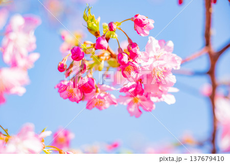 早春に咲く河津桜 花 満開 アップ 早春に咲く河津桜 花 満開 アップ 137679410