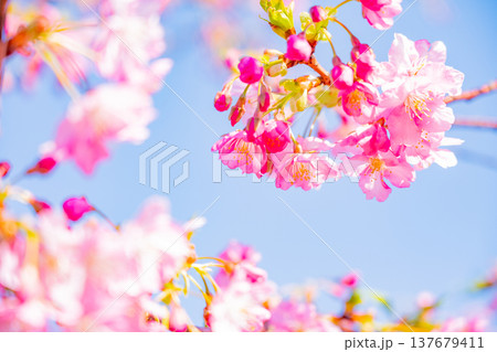 早春に咲く河津桜 花 満開 アップ 早春に咲く河津桜 花 満開 アップ 137679411