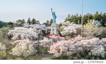 空撮「青森県」いちょう公園の桜満開の風景 おいらせ町 空撮「青森県」いちょう公園の桜満開の風景 おいらせ町 137679420