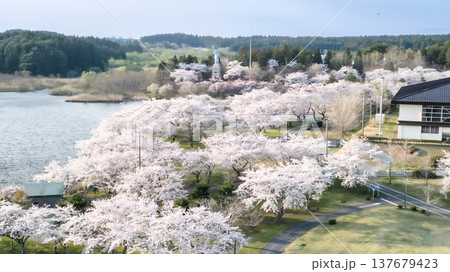 空撮「青森県」いちょう公園の桜満開の風景 おいらせ町 空撮「青森県」いちょう公園の桜満開の風景 おいらせ町 137679423