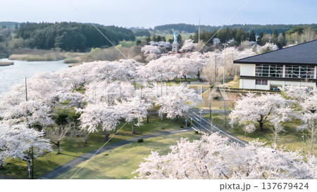 空撮「青森県」いちょう公園の桜満開の風景　おいらせ町 137679424