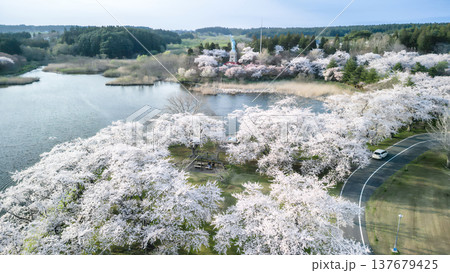 空撮「青森県」いちょう公園の桜満開の風景　おいらせ町 137679425
