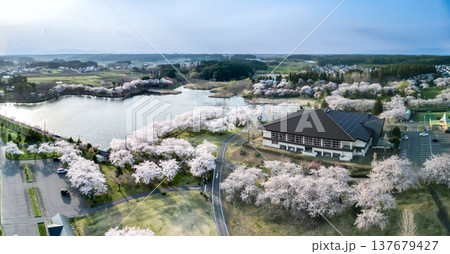 空撮「青森県」いちょう公園の桜満開の風景 おいらせ町 空撮「青森県」いちょう公園の桜満開の風景 おいらせ町 137679427