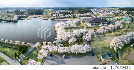 空撮「青森県」いちょう公園の桜満開の風景　おいらせ町 137679429