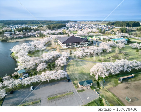 空撮「青森県」いちょう公園の桜満開の風景 おいらせ町 空撮「青森県」いちょう公園の桜満開の風景 おいらせ町 137679430