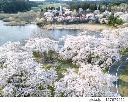 空撮「青森県」いちょう公園の桜満開の風景　おいらせ町 137679431