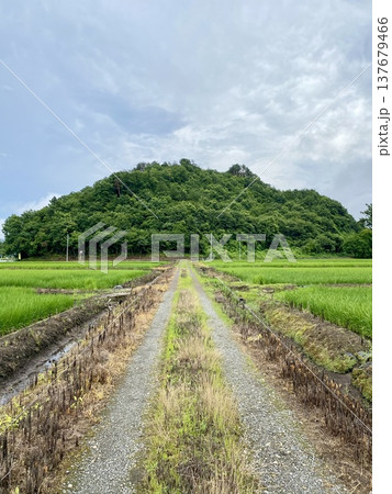 田舎の田んぼのあぜ道のある風景 137679466