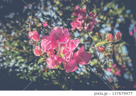 逆光に輝くブーゲンビリア 137679477