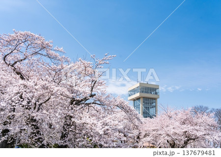 「青森県」満開の桜と舘鼻公園の風景　八戸市 137679481