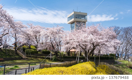 「青森県」満開の桜と舘鼻公園の風景 八戸市 「青森県」満開の桜と舘鼻公園の風景 八戸市 137679488
