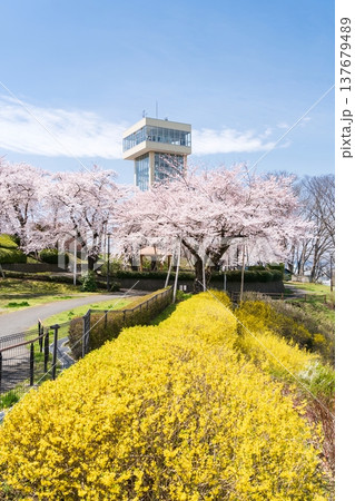 「青森県」満開の桜と舘鼻公園の風景 八戸市 「青森県」満開の桜と舘鼻公園の風景 八戸市 137679489