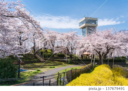 「青森県」満開の桜と舘鼻公園の風景　八戸市 137679491