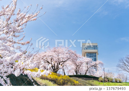 「青森県」満開の桜と舘鼻公園の風景　八戸市 137679493