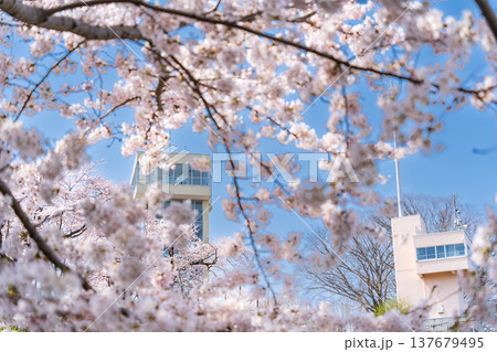 「青森県」満開の桜と舘鼻公園の風景　八戸市 137679495
