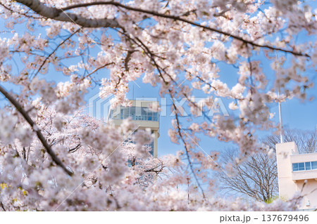 「青森県」満開の桜と舘鼻公園の風景　八戸市 137679496