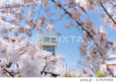 「青森県」満開の桜と舘鼻公園の風景 八戸市 「青森県」満開の桜と舘鼻公園の風景 八戸市 137679498