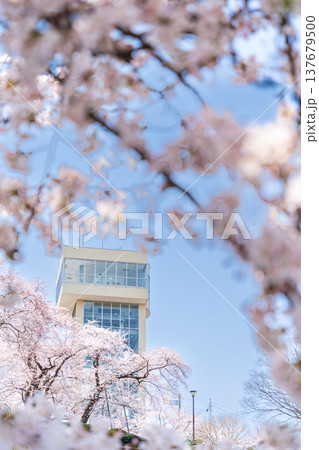 「青森県」満開の桜と舘鼻公園の風景　八戸市 137679500