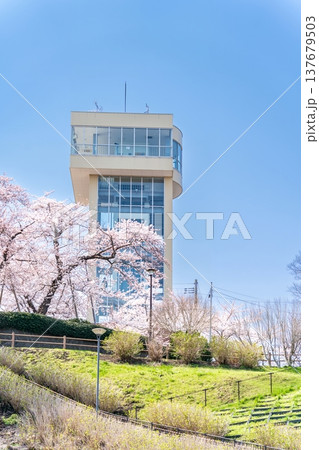 「青森県」満開の桜と舘鼻公園の風景 八戸市 「青森県」満開の桜と舘鼻公園の風景 八戸市 137679503