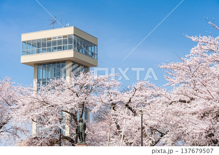 「青森県」満開の桜と舘鼻公園の風景　八戸市 137679507