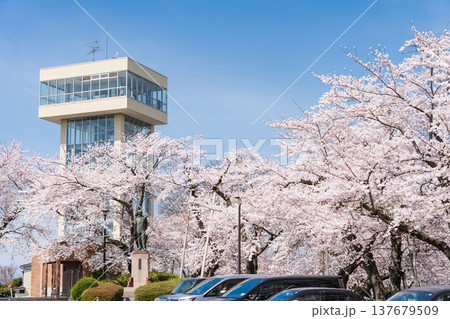 「青森県」満開の桜と舘鼻公園の風景 八戸市 「青森県」満開の桜と舘鼻公園の風景 八戸市 137679509