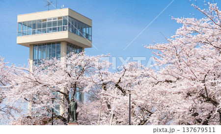 「青森県」満開の桜と舘鼻公園の風景　八戸市 137679511