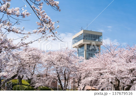 「青森県」満開の桜と舘鼻公園の風景　八戸市 137679516
