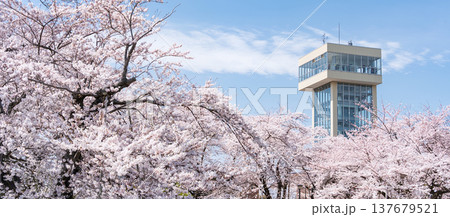 「青森県」満開の桜と舘鼻公園の風景　八戸市 137679521