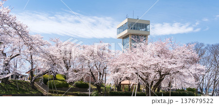 「青森県」満開の桜と舘鼻公園の風景　八戸市 137679522