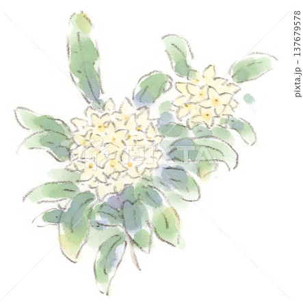 春の植物、ジンチョウゲ（沈丁花）の水彩画イラスト 137679578