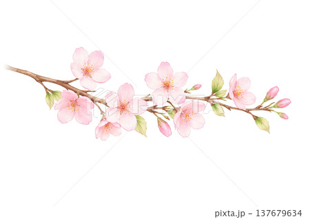 桜の枝の水彩イラスト 横長の桜あしらい素材 137679634