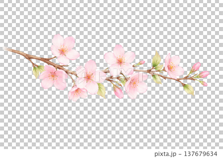 桜の枝の水彩イラスト 横長の桜あしらい素材 137679634