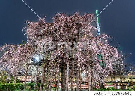 夜景「東京都」隅田公園 満開のしだれ桜 三春の滝桜の子孫樹 夜景「東京都」隅田公園 満開のしだれ桜 三春の滝桜の子孫樹 137679640