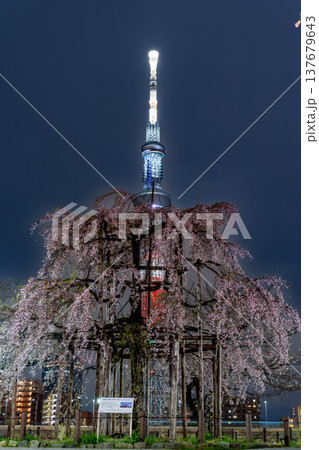 夜景「東京都」隅田公園 満開のしだれ桜 三春の滝桜の子孫樹 夜景「東京都」隅田公園 満開のしだれ桜 三春の滝桜の子孫樹 137679643