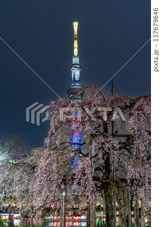 夜景「東京都」隅田公園 満開のしだれ桜　三春の滝桜の子孫樹 137679646