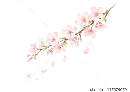 斜めの桜の枝と舞う花びらの水彩イラスト 春の桜あしらい素材 斜めの桜の枝と舞う花びらの水彩イラスト 春の桜あしらい素材 137679679