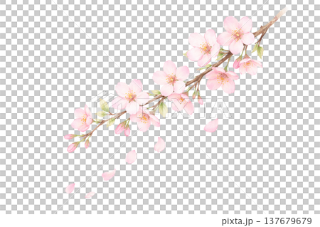 斜めの桜の枝と舞う花びらの水彩イラスト 春の桜あしらい素材 斜めの桜の枝と舞う花びらの水彩イラスト 春の桜あしらい素材 137679679