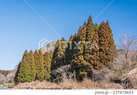 奥琵琶湖の針葉樹林　滋賀県長浜市近江塩津 137679683