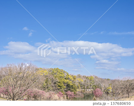 澄み渡る青空、春色に染まる公園の風景 137680650