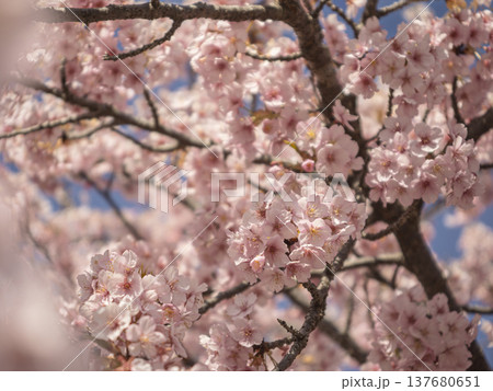 春の息吹、優しく包み込む満開の河津桜 春の息吹、優しく包み込む満開の河津桜 137680651