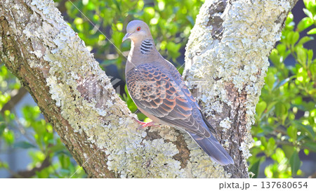 梅の木にとまるキジバト（ヤマバト） 春の自然風景 野鳥のクローズアップ 137680654