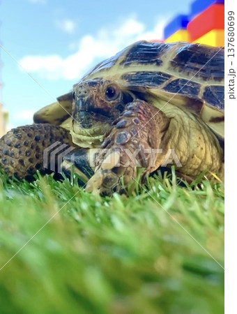 日陰で一休みするロシアリクガメ 日陰で一休みするロシアリクガメ 137680699